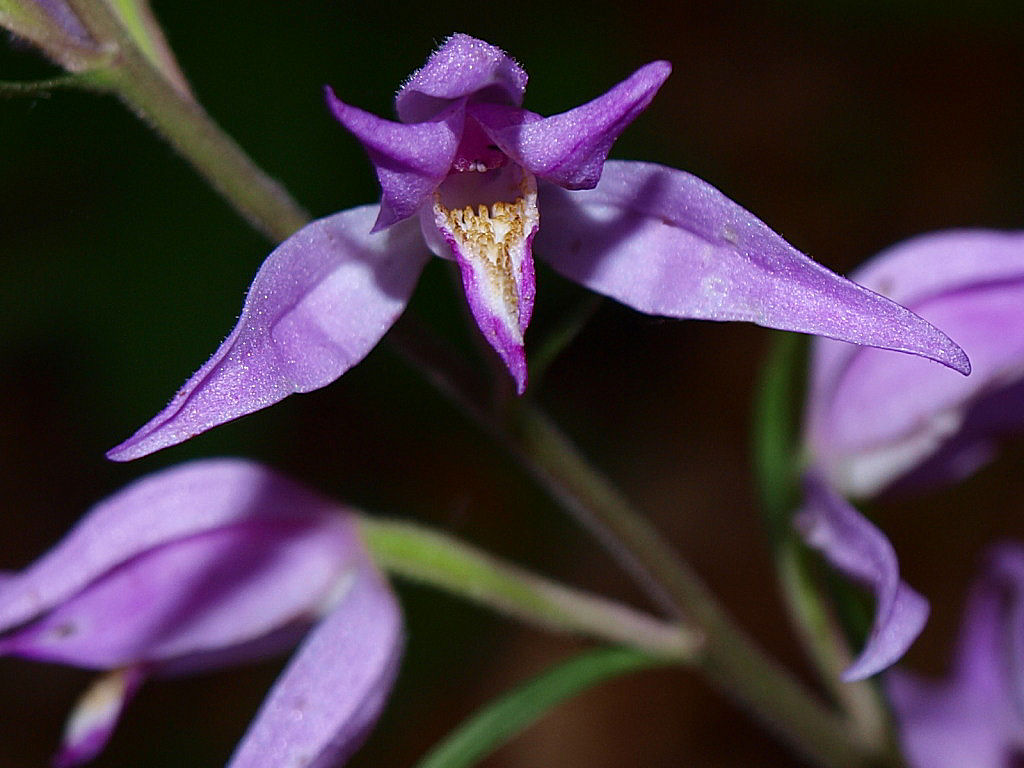 Cephalanthera rubra